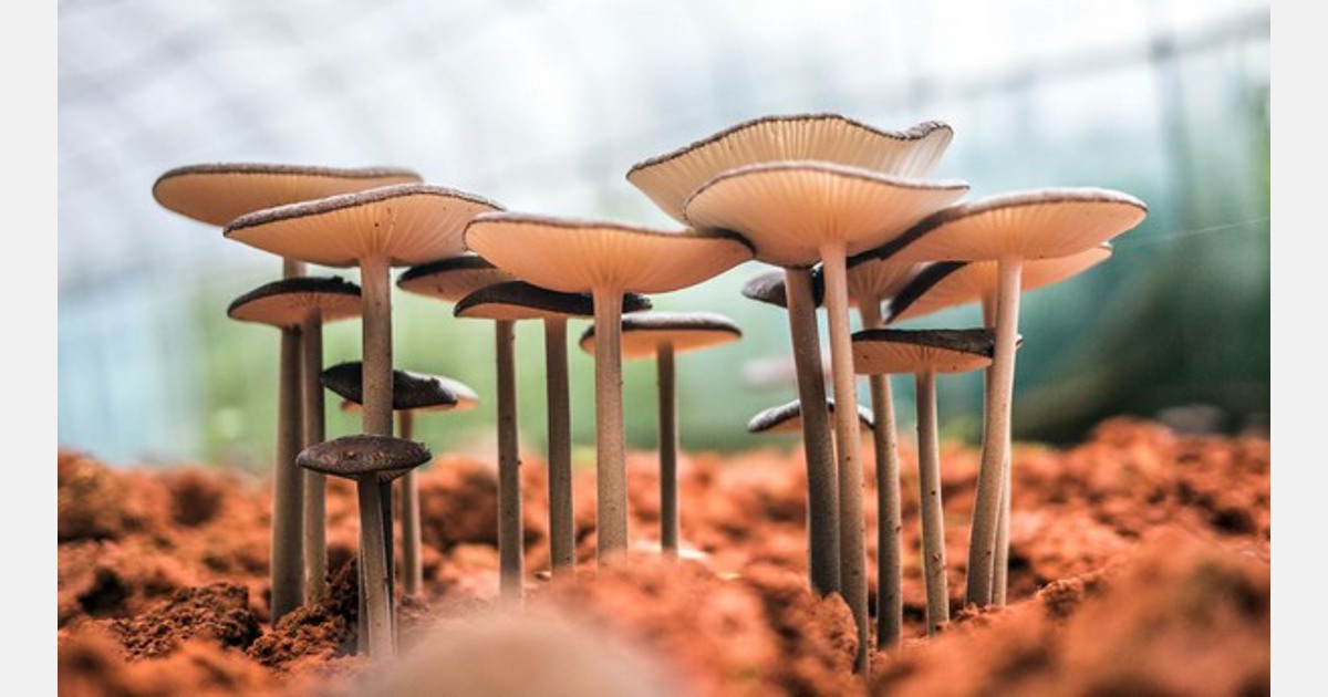 Advantages of growing mushrooms in a greenhouse