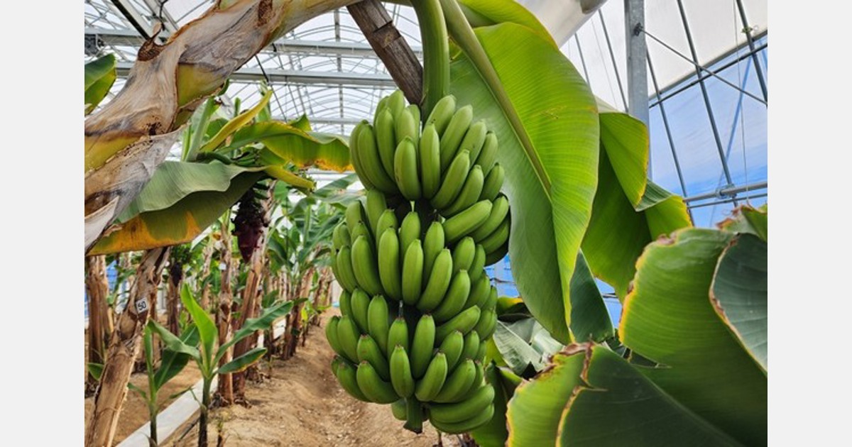 South Korea Bananas successfully grown in a greenhouse