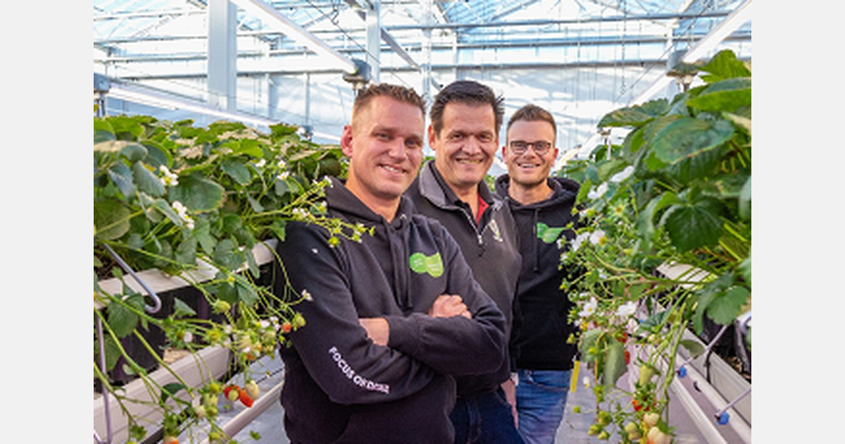 Strawberry grower keeps up with demand thanks to fertilizer