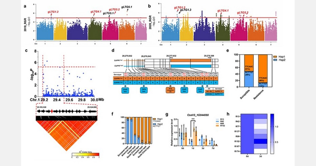 Researchers discover novel genes regulating cucumber seed germination