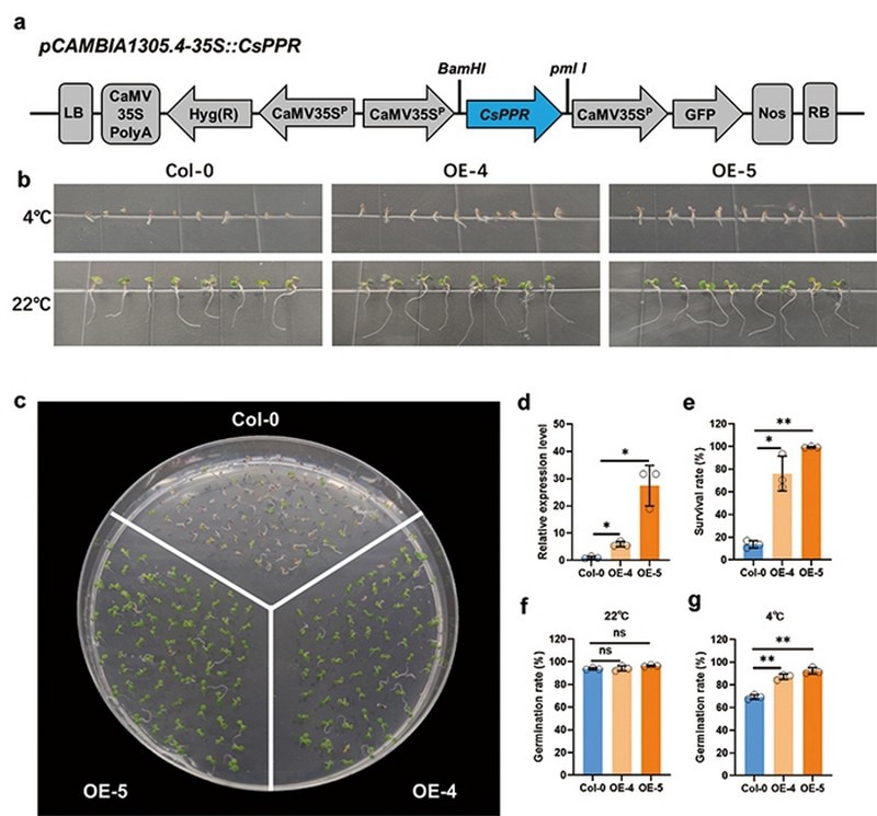 Researchers discover novel genes regulating cucumber seed germination