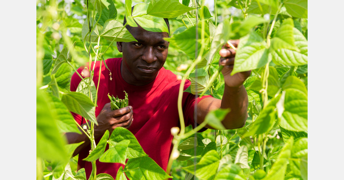 Kenya: Kirinyaga government supports tomato growers in building horti infrastructure
