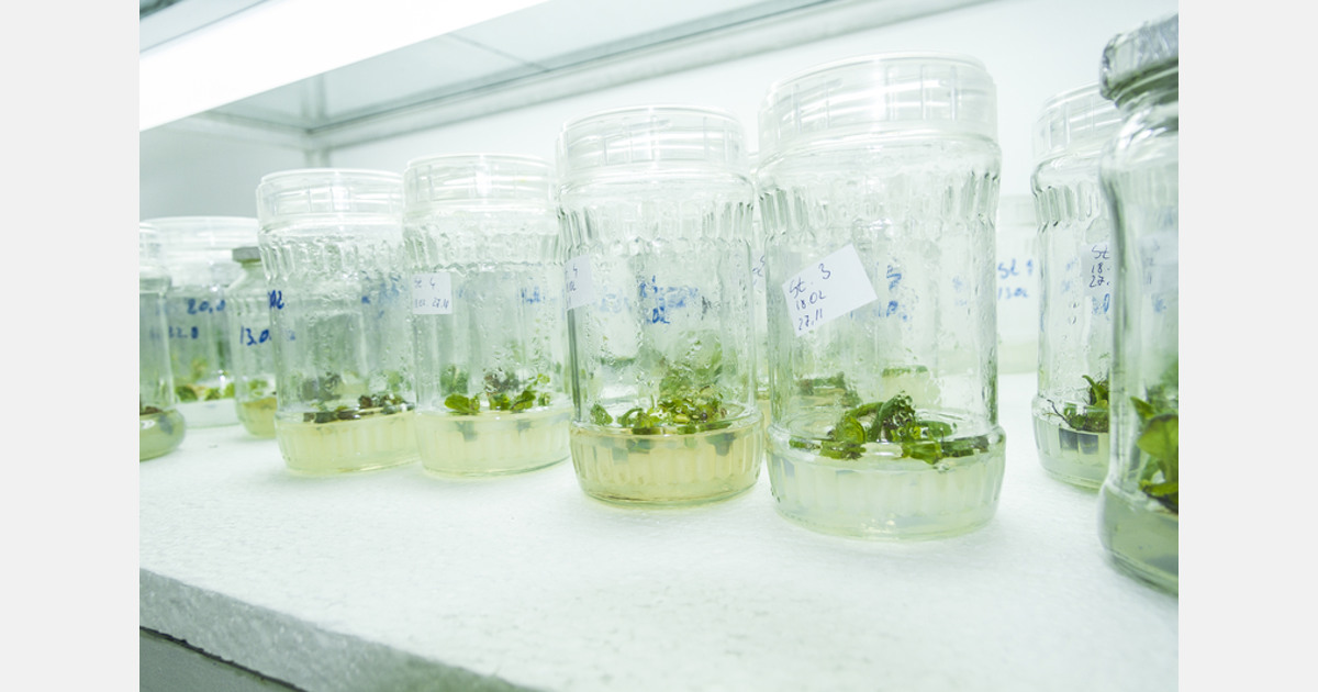 Photo of La recherche montre que les plantes primaires contenant de l’éthylène produisent de plus grandes récoltes et sont plus résistantes au stress
