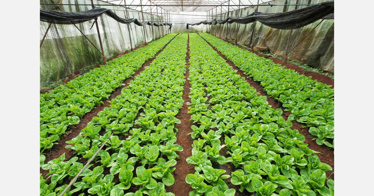 In Libya and Jordan, growers and refugees find hope in horticulture