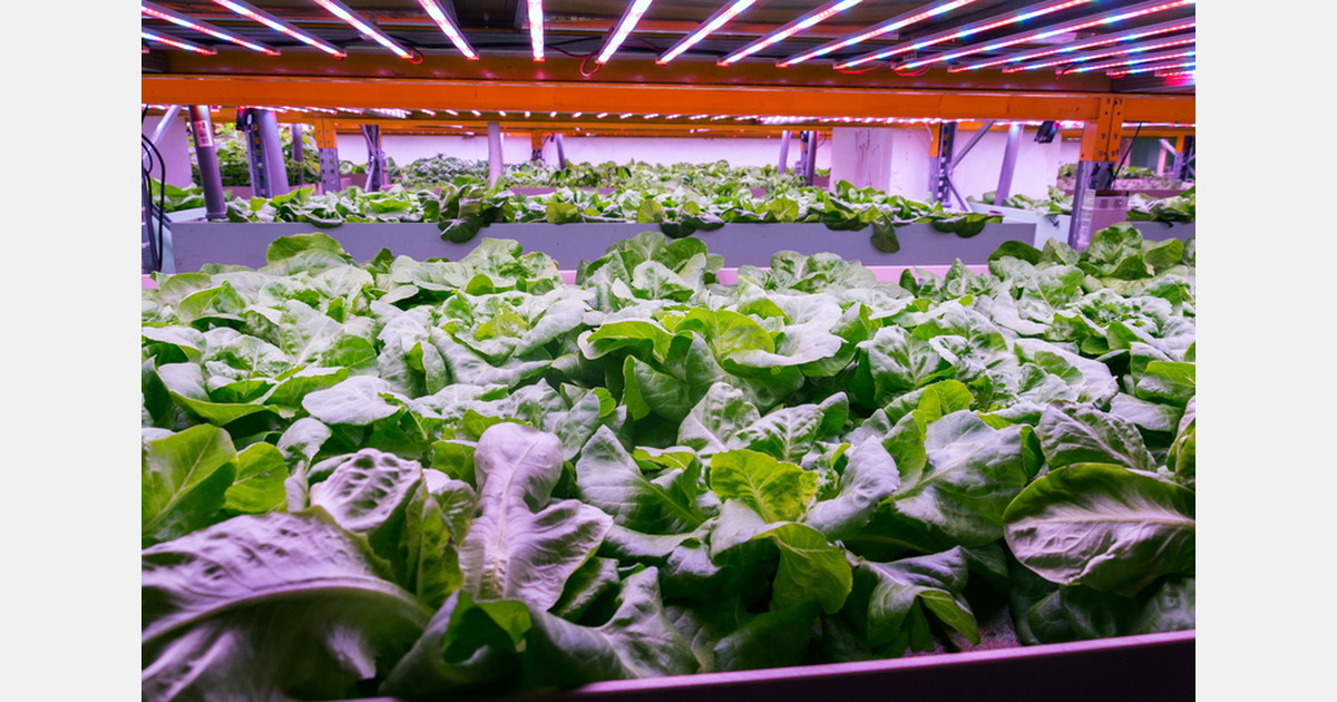 Philippines Robinsons’ rooftop farm brings leafy greens closer to urban consumers