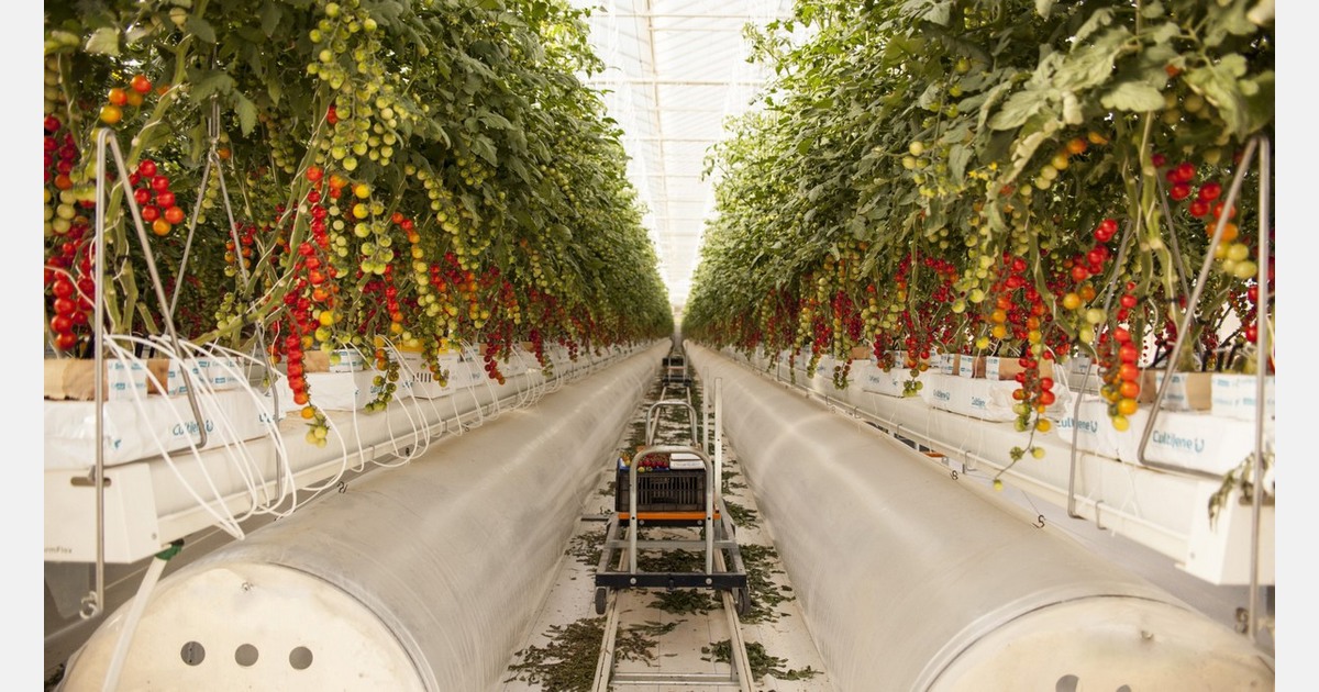 Certhon and Denso to launch commercial cooperation for MEA