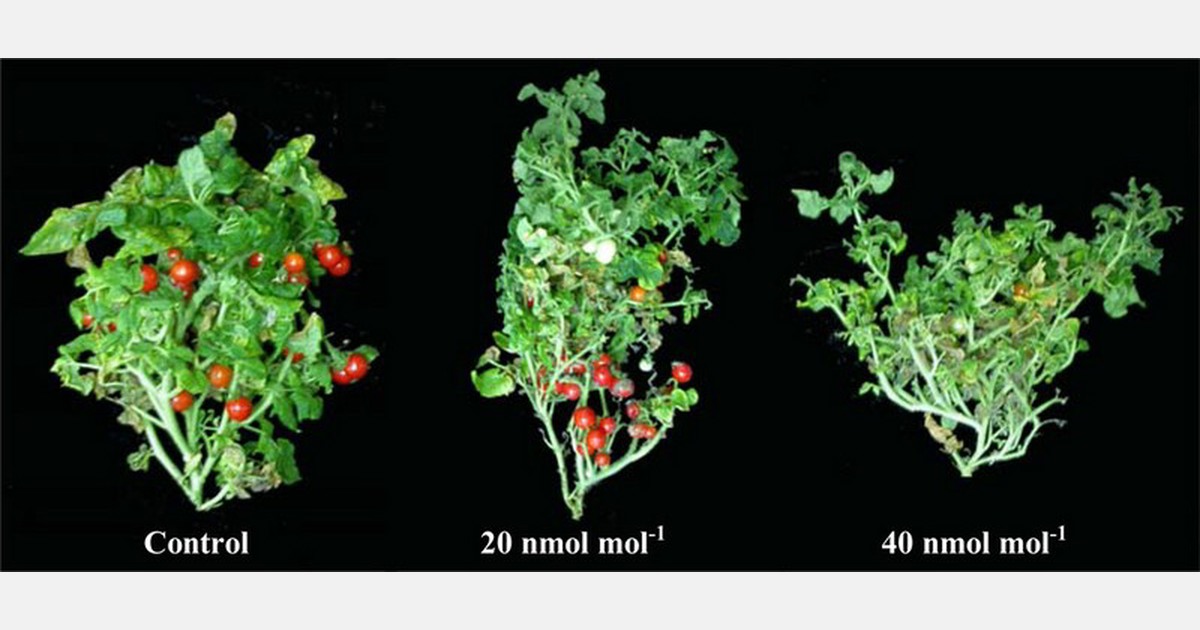 Elevated atmospheric ethylene and high temperatures independently