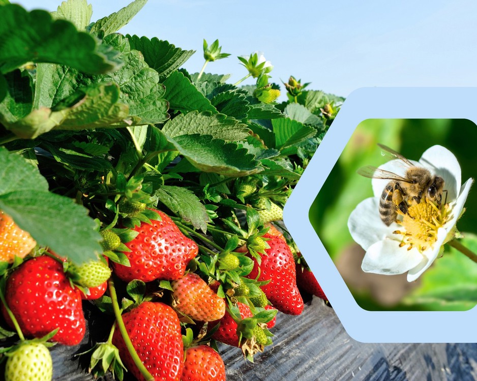 Pioneering pollination strategies to boost strawberry production