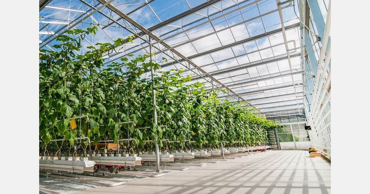 Webinarium: Rynek szklarniowy w Polsce