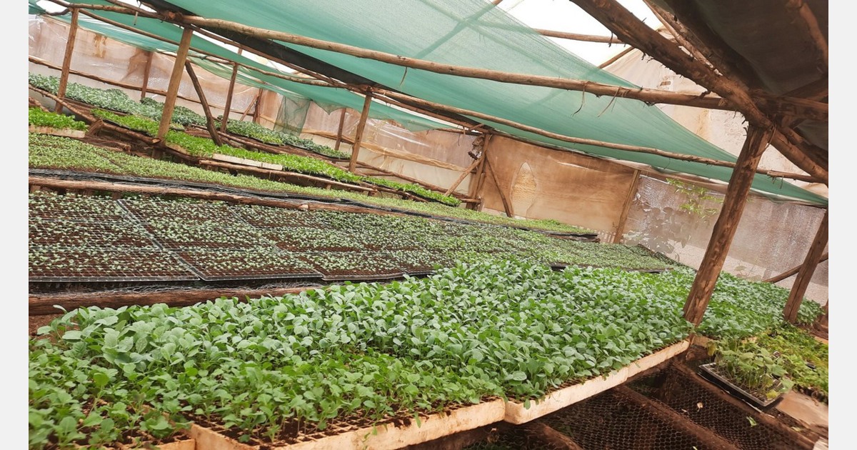 Kenya Seedling propagators shift to sowing trays to improve yields
