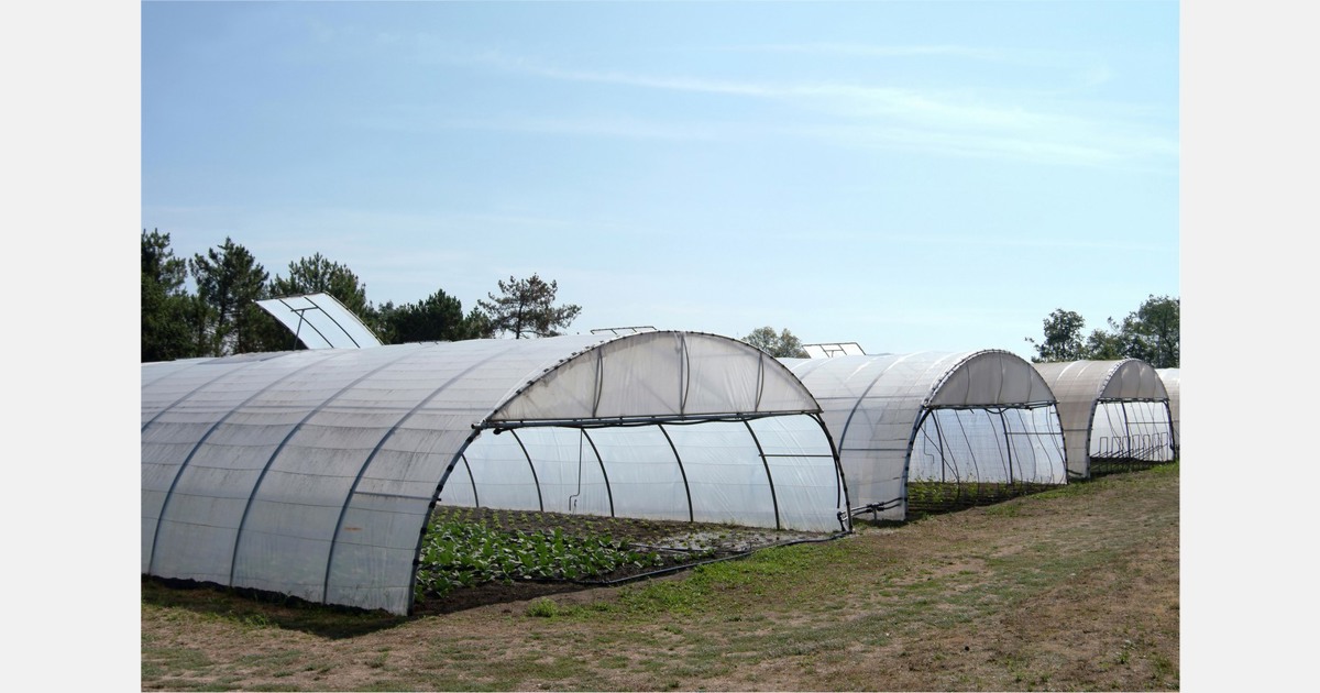 Ag University Develops Technology to Protect Growers from Sunburns