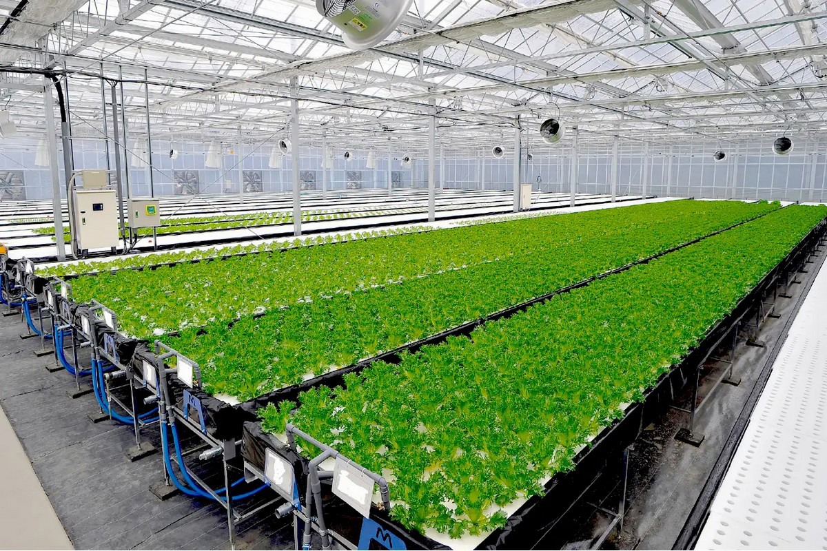 Aquaponic kits to make growing more accessible to Japanese growers