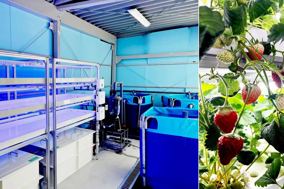 Aquaponic kits to make growing more accessible to Japanese growers