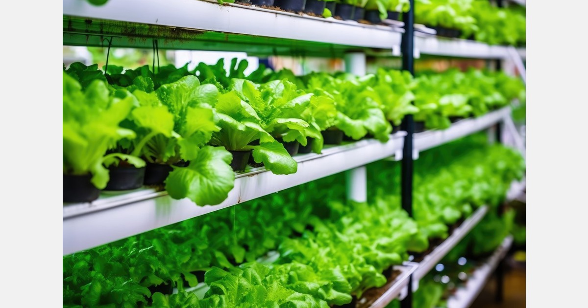 Palestinians go hydroponic in Jordan&rsquo;s &lsquo;Gaza camp&rsquo;