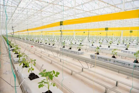 Industrial and Commercial Greenhouse Suppliers for California
