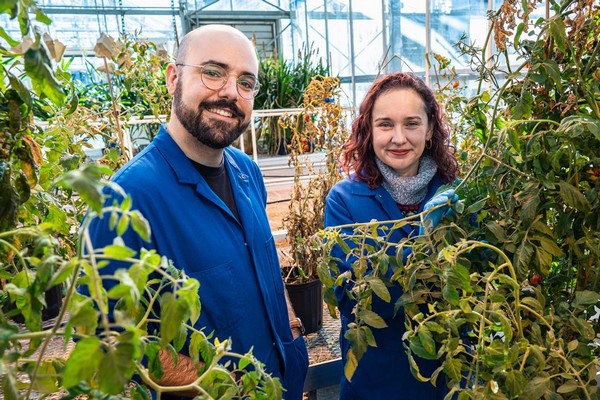 How tomato plants use their roots to ration water during drought