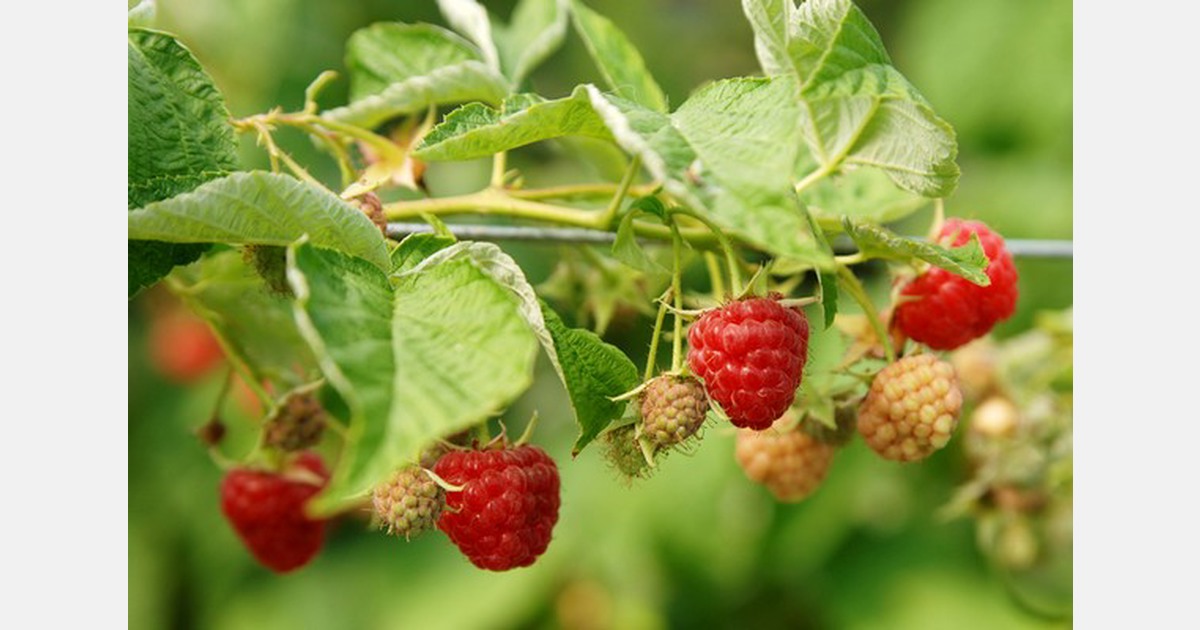 US Cost of production study for raspberries available