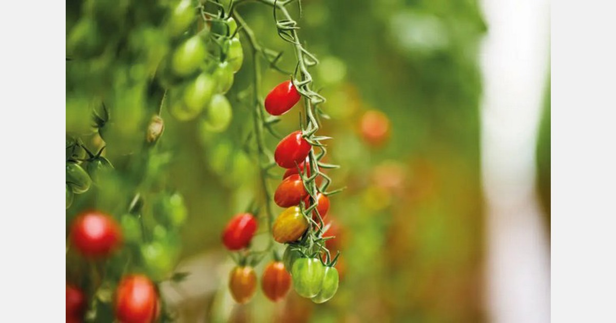 Costa Tomato Exchange awards community grants