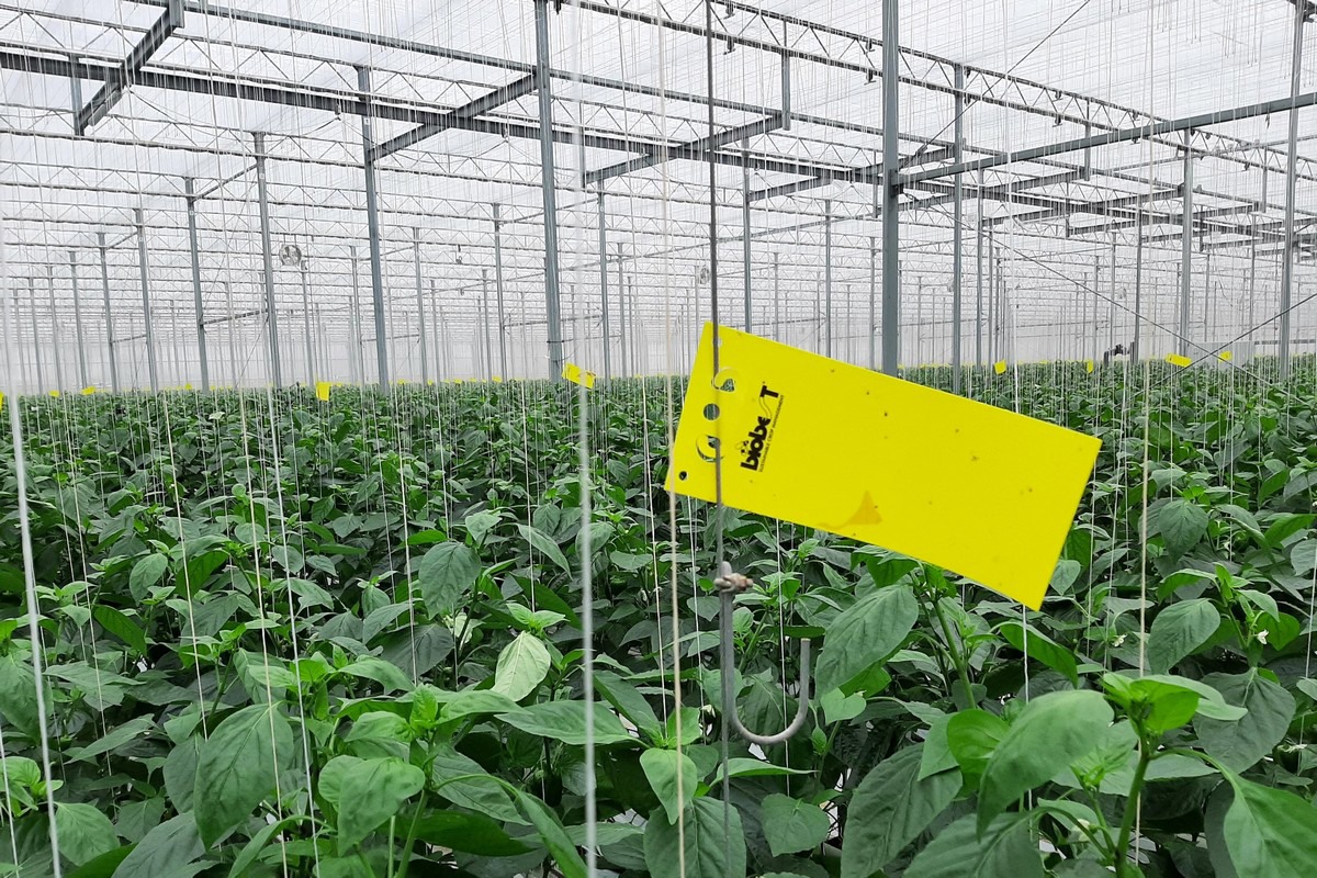 Mastering caterpillars without chemical control at Jansen Paprika