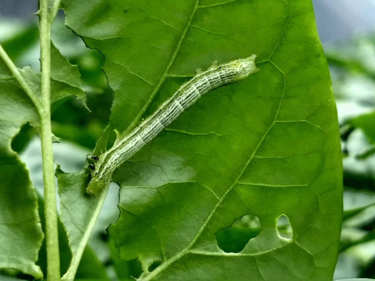 Mastering caterpillars without chemical control at Jansen Paprika