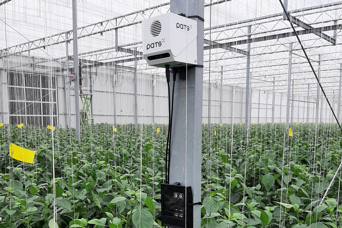 Mastering caterpillars without chemical control at Jansen Paprika