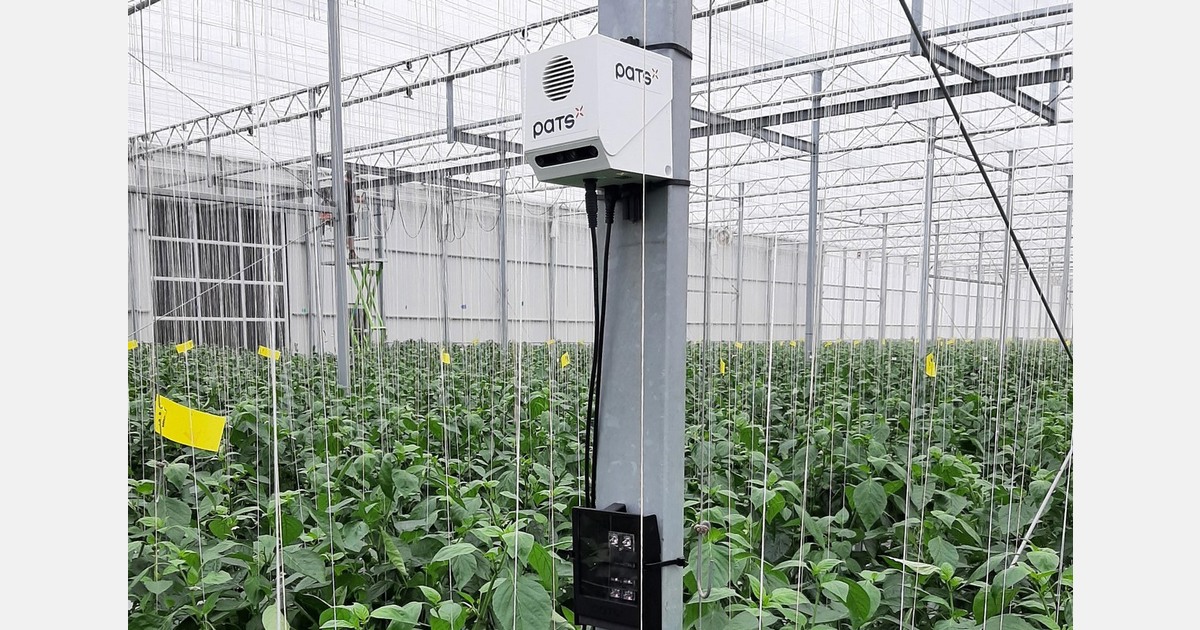 Mastering caterpillars without chemical control at Jansen Paprika