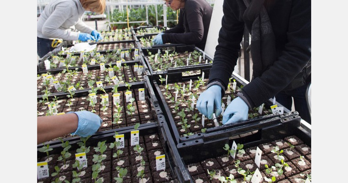 Dutch seeds: Innovation with a global reach
