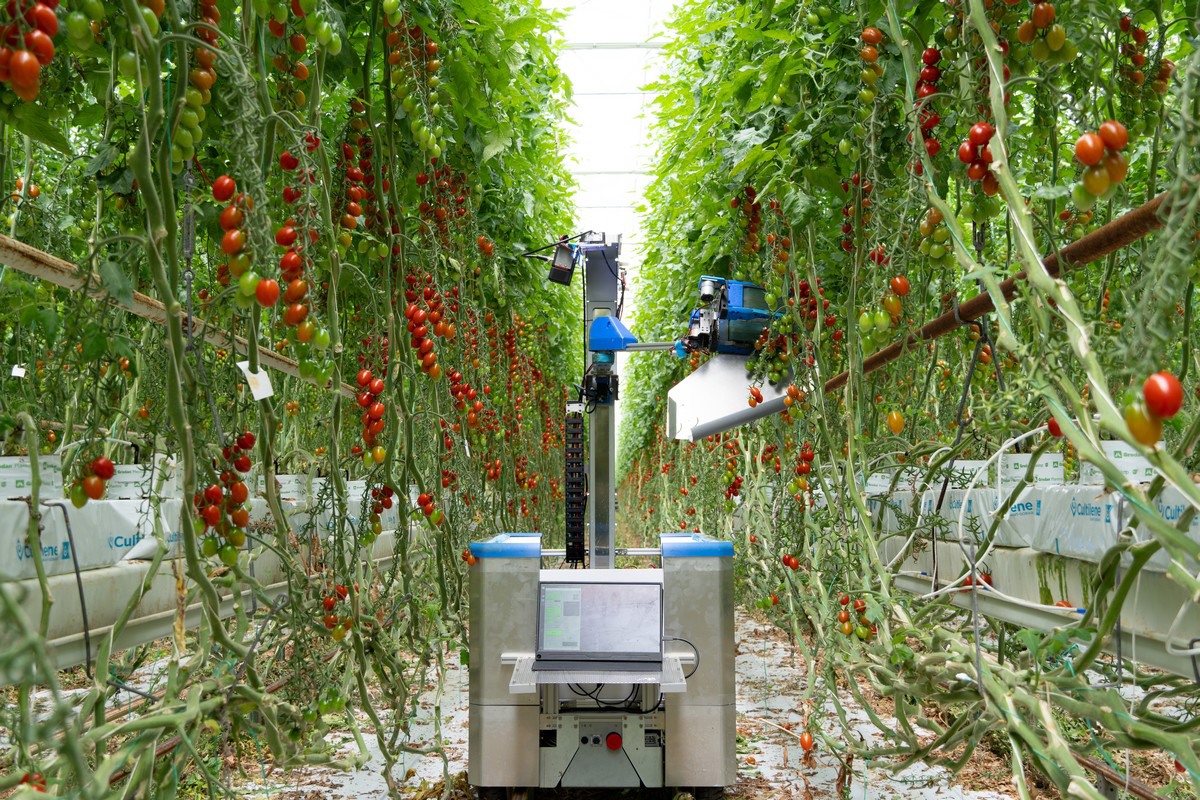 トイガン TOMATO Tomato harvesting robot takes next step toward commercialization