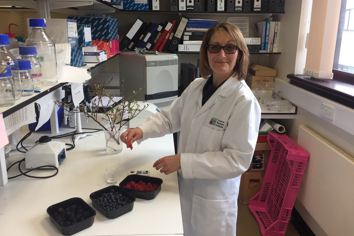 UK James Hutton Institute awarded £1M for raspberry research