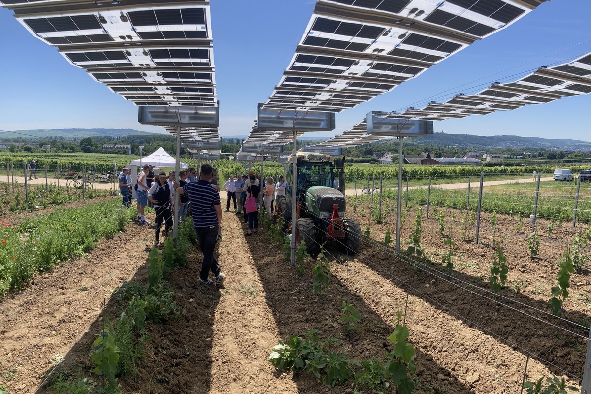 “Our solar technology is particularly beneficial for shade-loving crops”