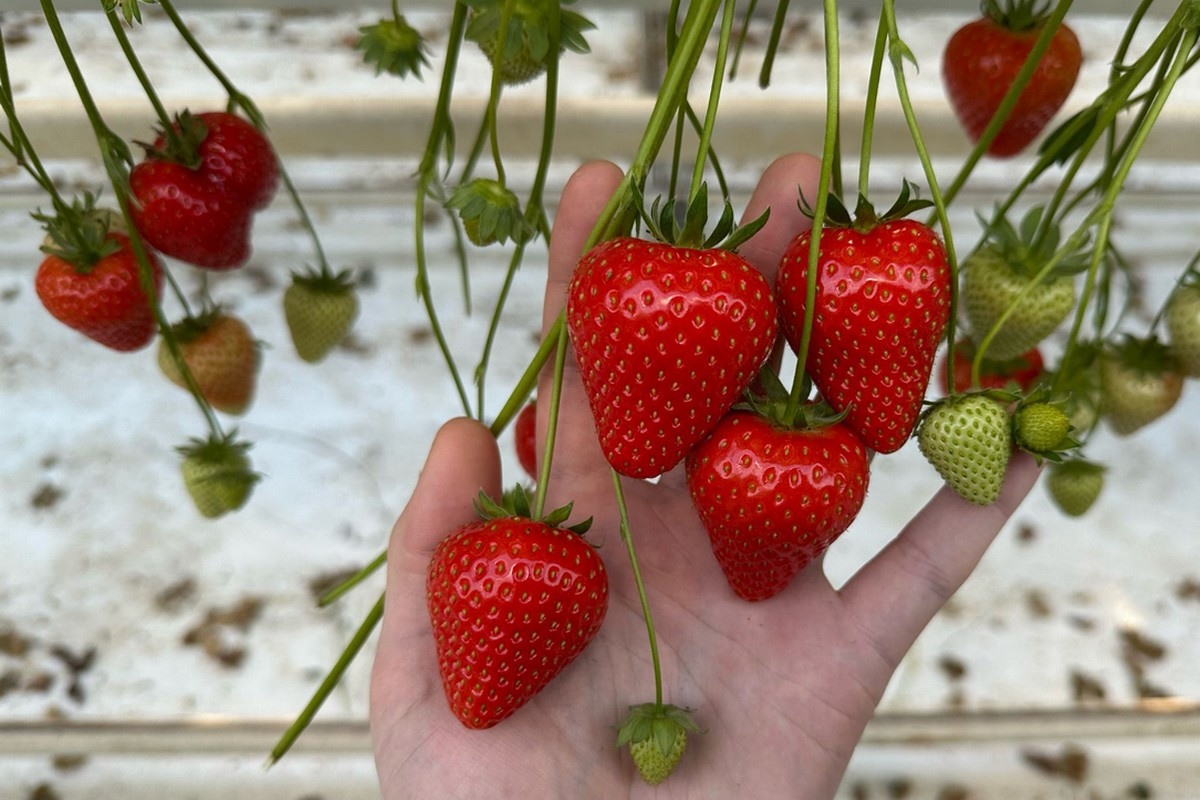 A promising start for new strawberry selection in Limburg