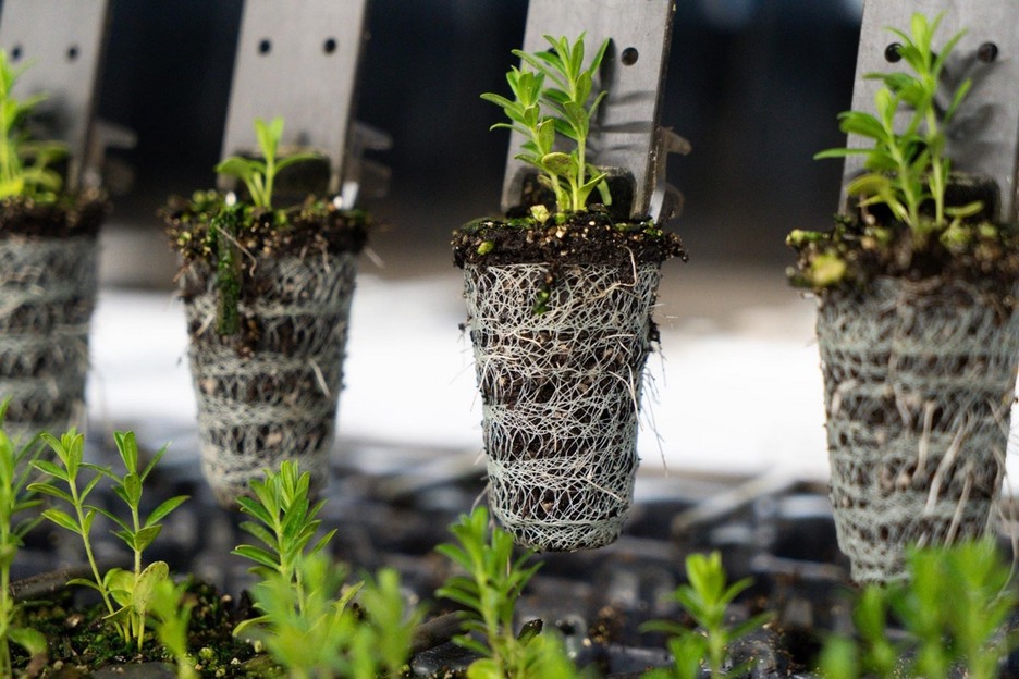 Substrates and starting materials