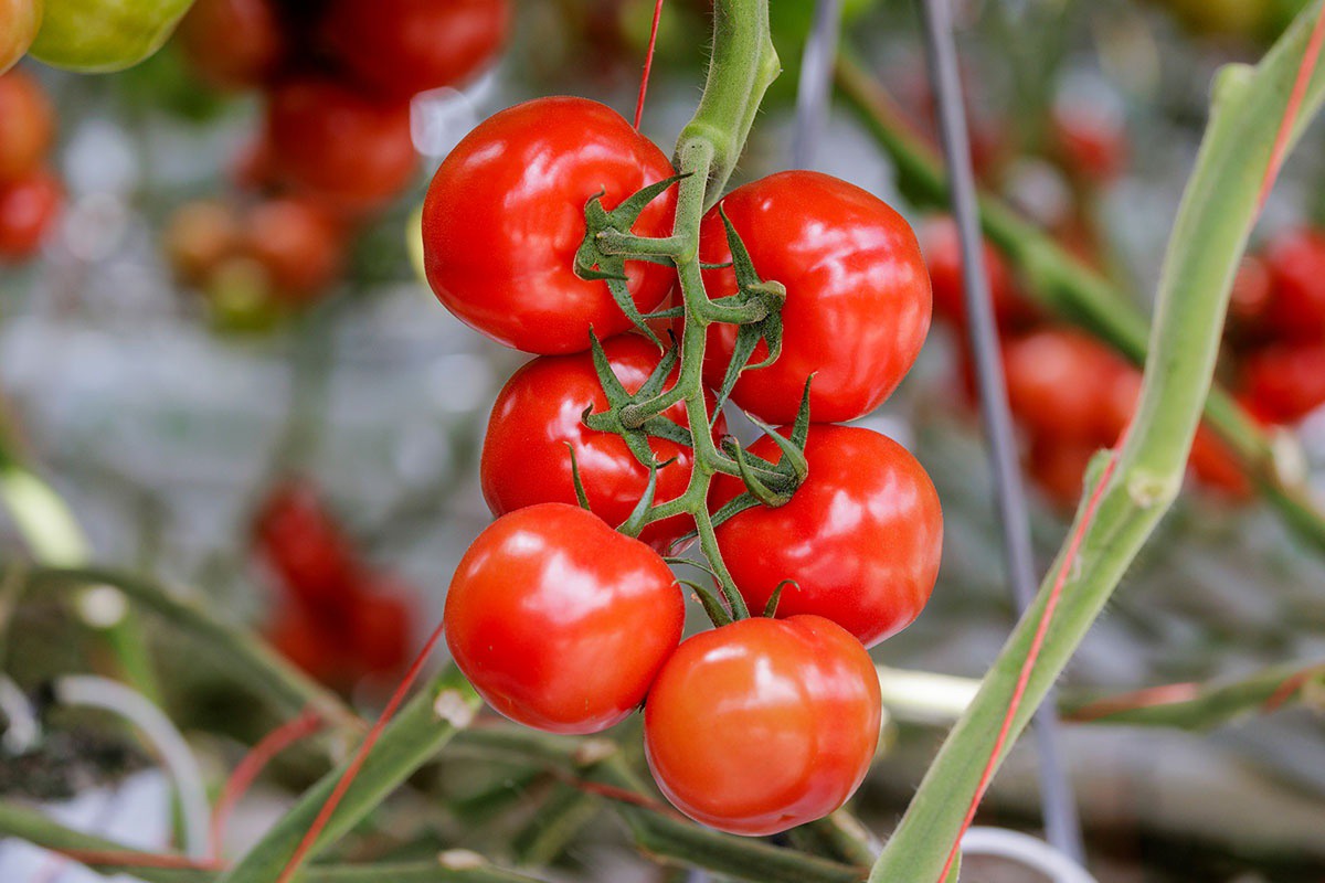 Multi-gene resistant tomatoes are ready for real-world growing