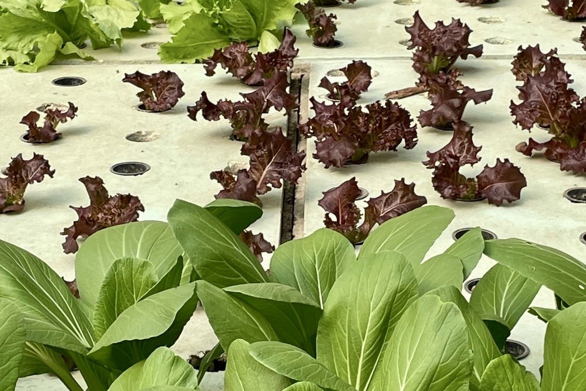 Cold water aquaponics is growing food and hope in India s Himalayan farms