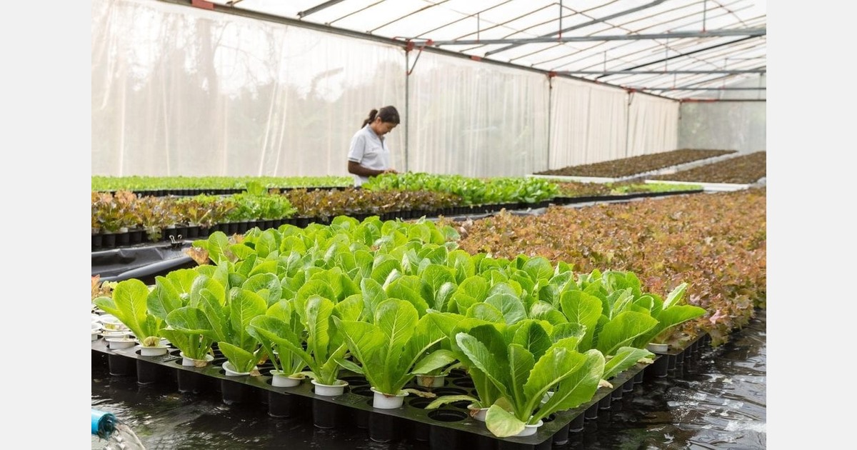 US: Cornell University to host Winter Greenhouse Growers School