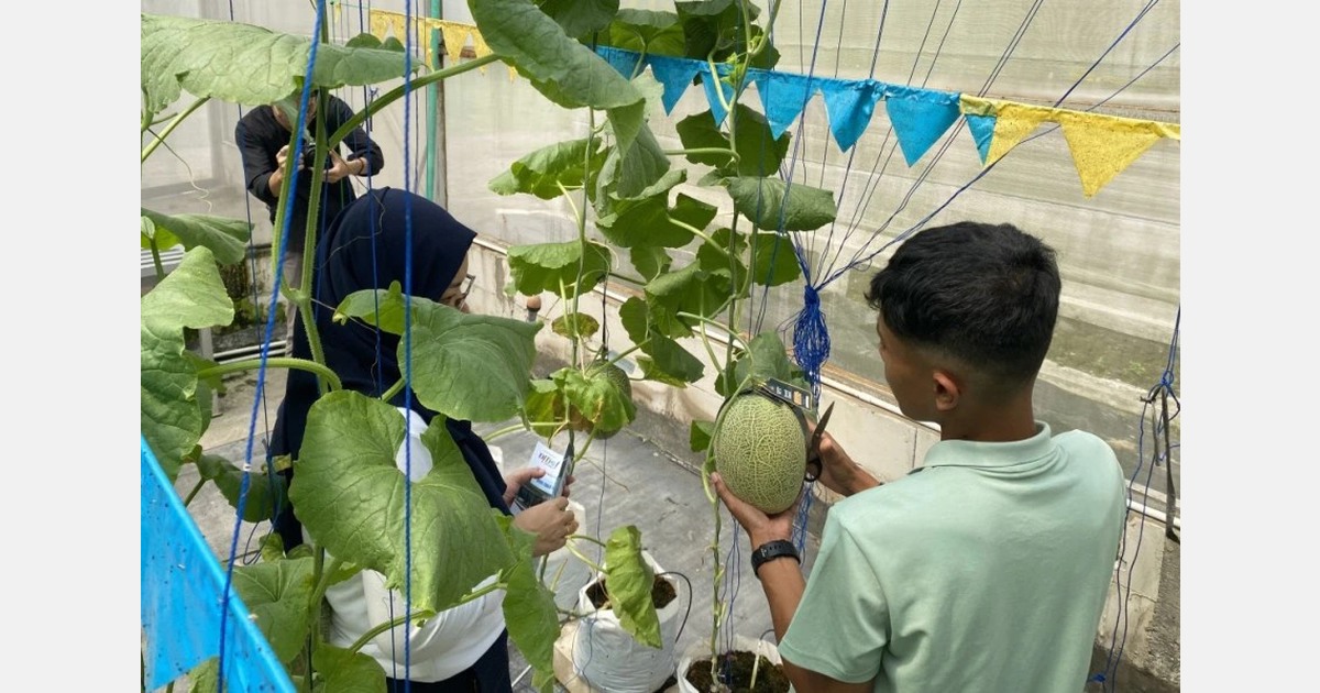 Indonesia: Creating diversification for growers through the use of hydroponically grown melons