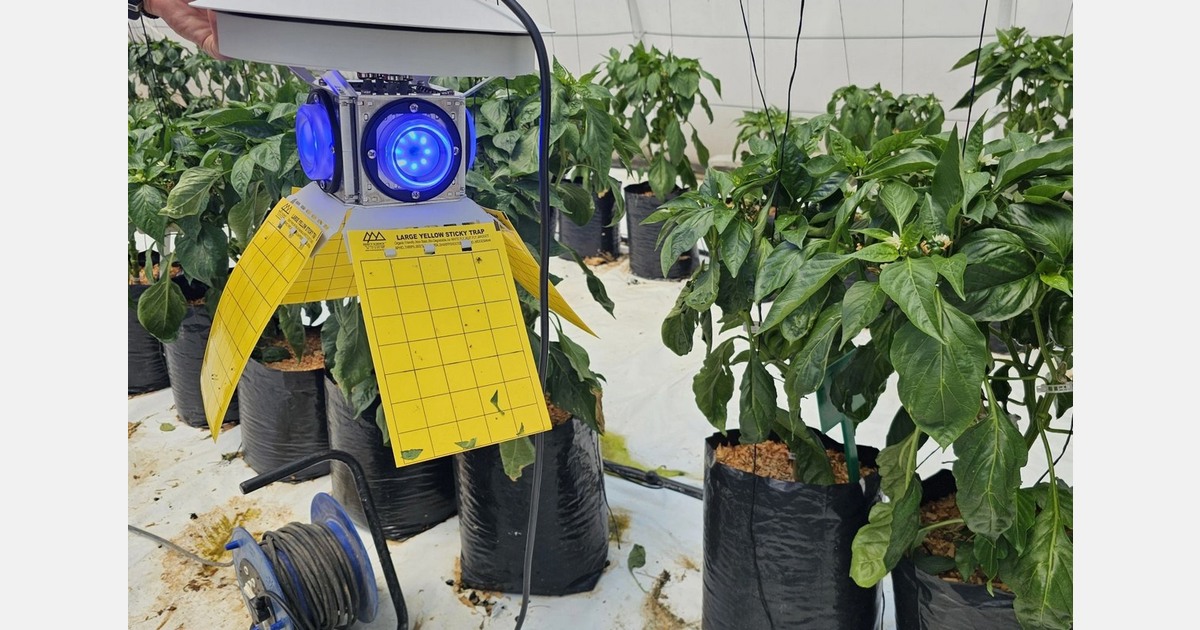 “It is the light attracting the thrips, rather than the sticky card itself”