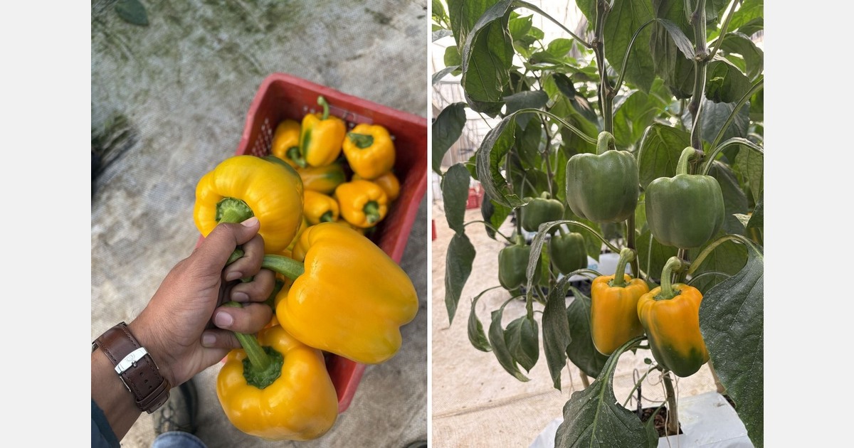 Managing genetics, climate, and physiology for high-performance greenhouse vegetable production