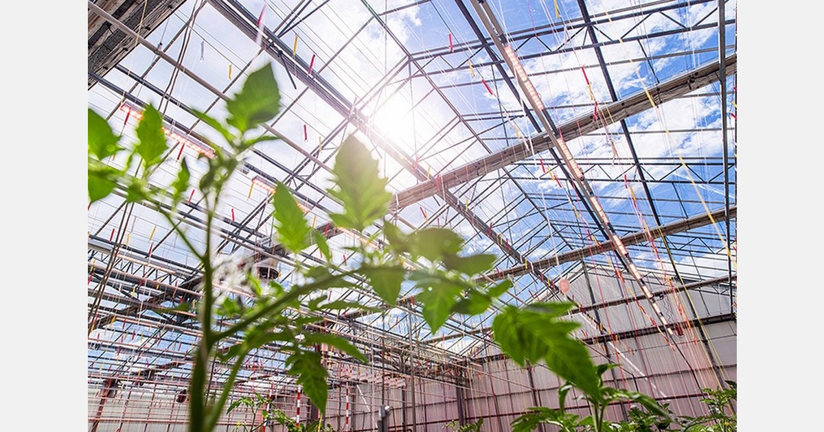 Heliospectra validates multi-channel LED control at Tomatoworld with 108 fixtures across 26 control groups