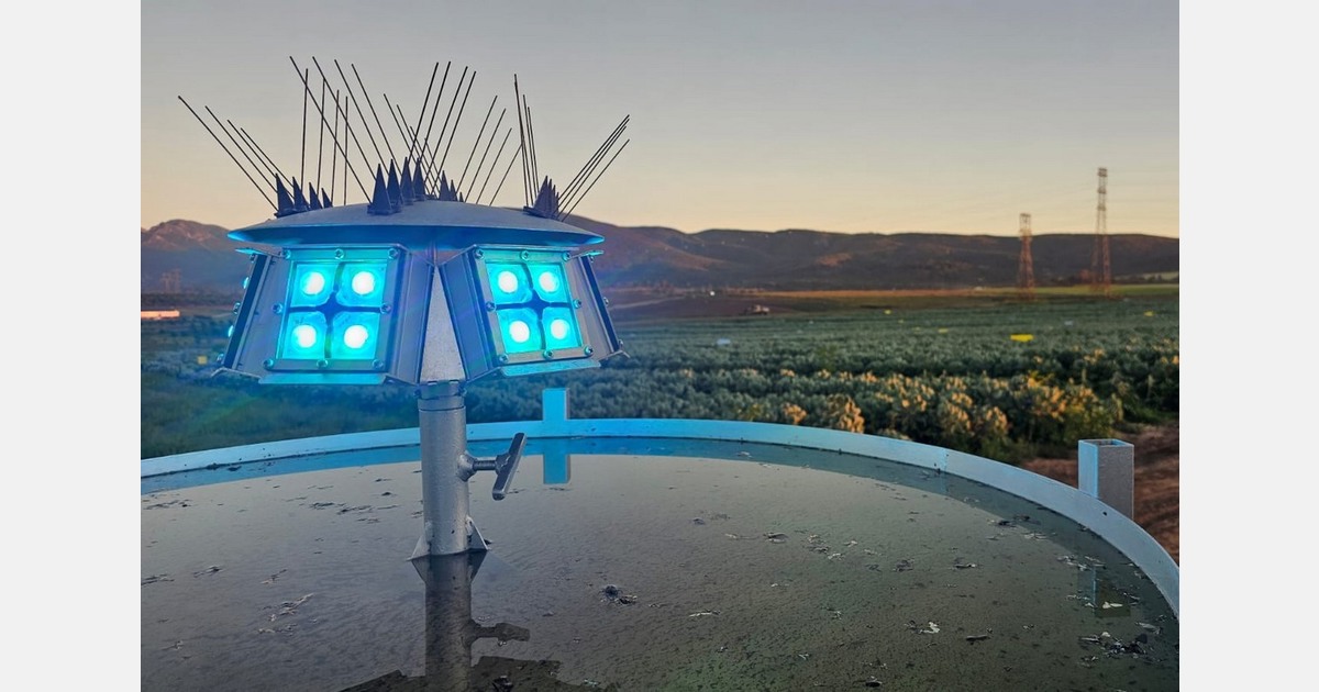 Tuned LED light traps offer new hope against diamondback moth in South African brassicas