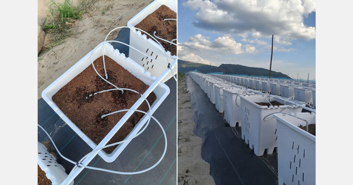 Scaling high-quality blueberry yields with advanced substrate cultivation in Peru