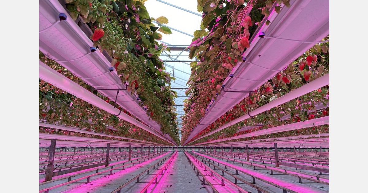 From photobiology to dynamic lighting strategies in greenhouse production