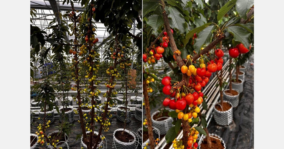 "The chill requirement for cherries is met earlier in the greenhouse"