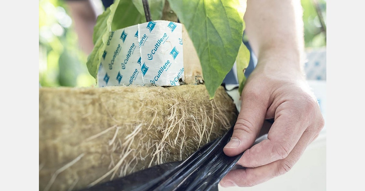 "Maintaining the right vegetative–generative balance while protecting root health"