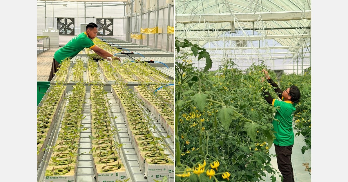 New tomato facility in Al Ain designed to grow 150,000 kg tomatoes annually