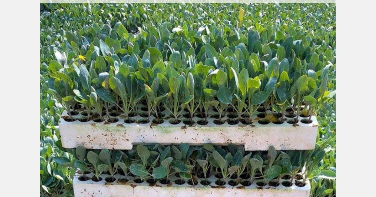 How to control seedling stretching in the greenhouse