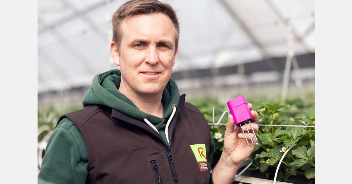 Creating 38% less drain water in strawberries