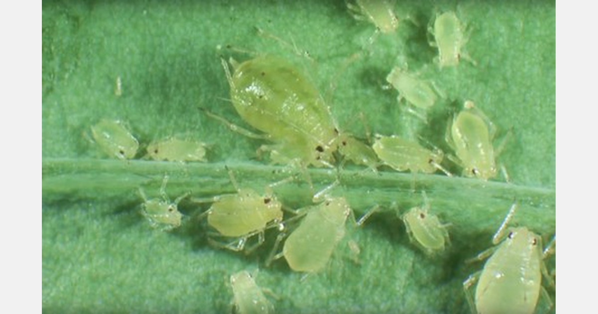 Video: The life cycle of aphids