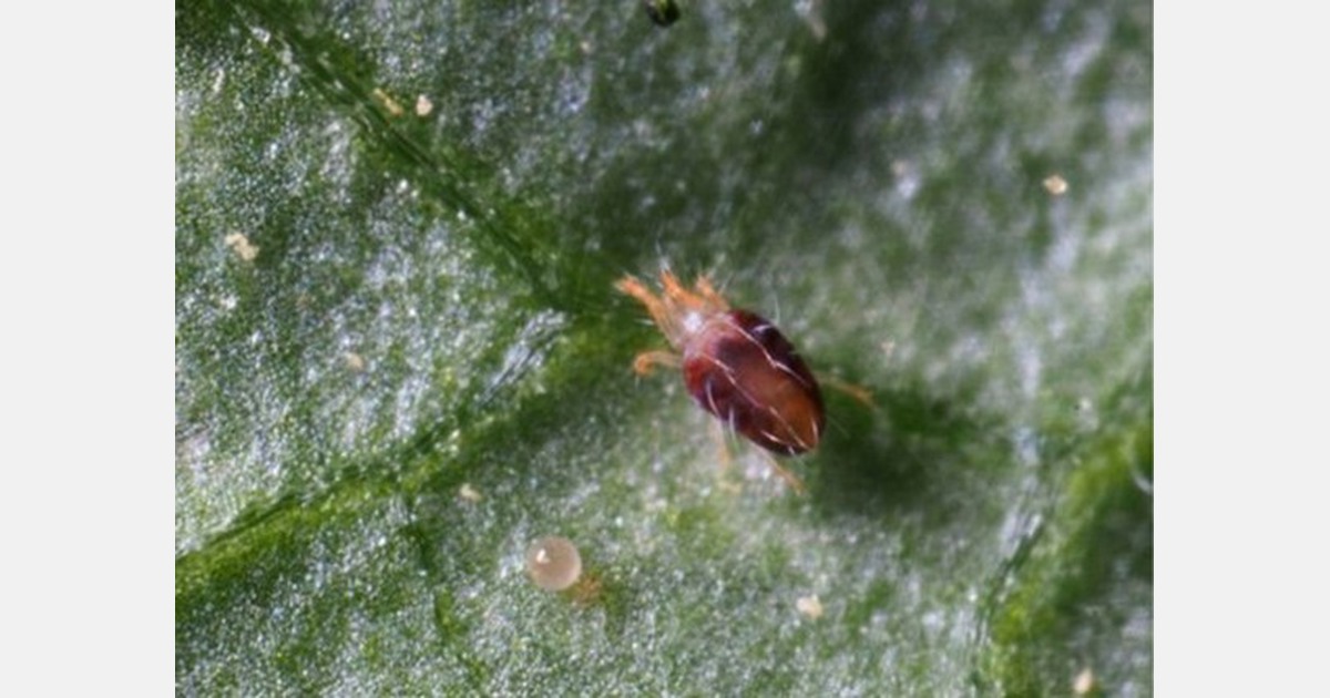 Beneficial Insectary acquires Sierra Biological