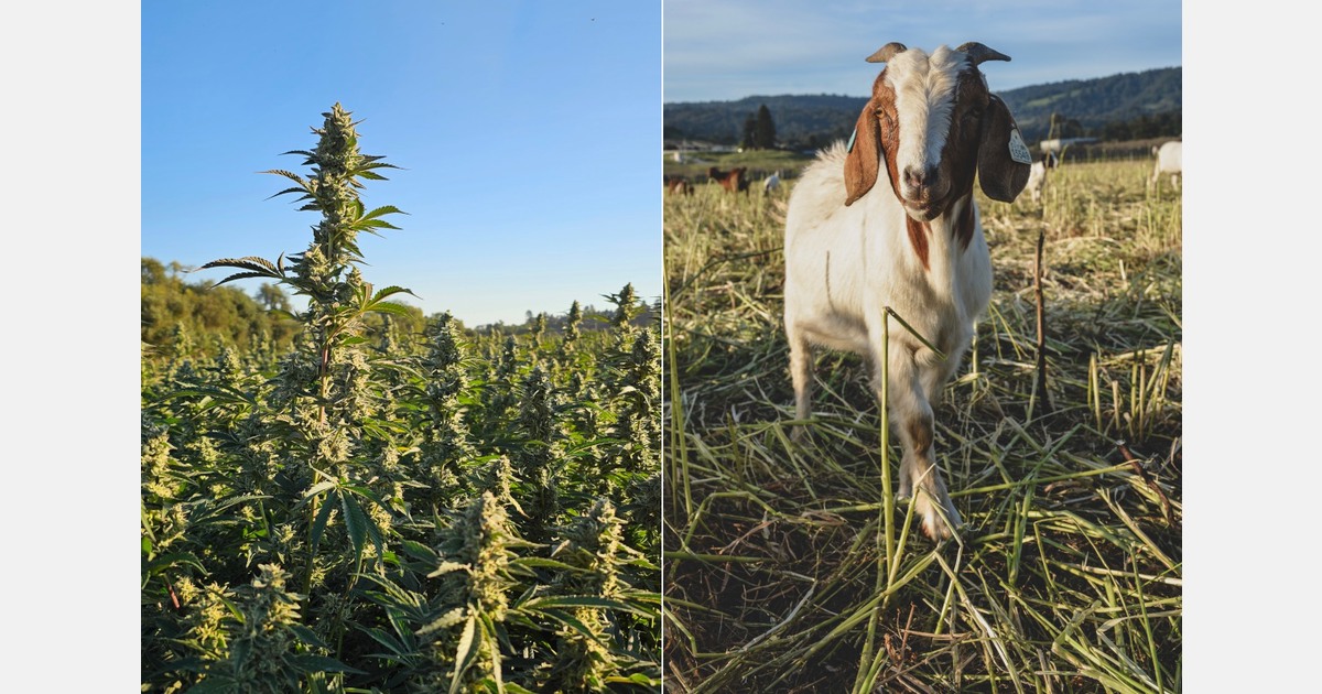 Goats in the fields, clones in the nursery